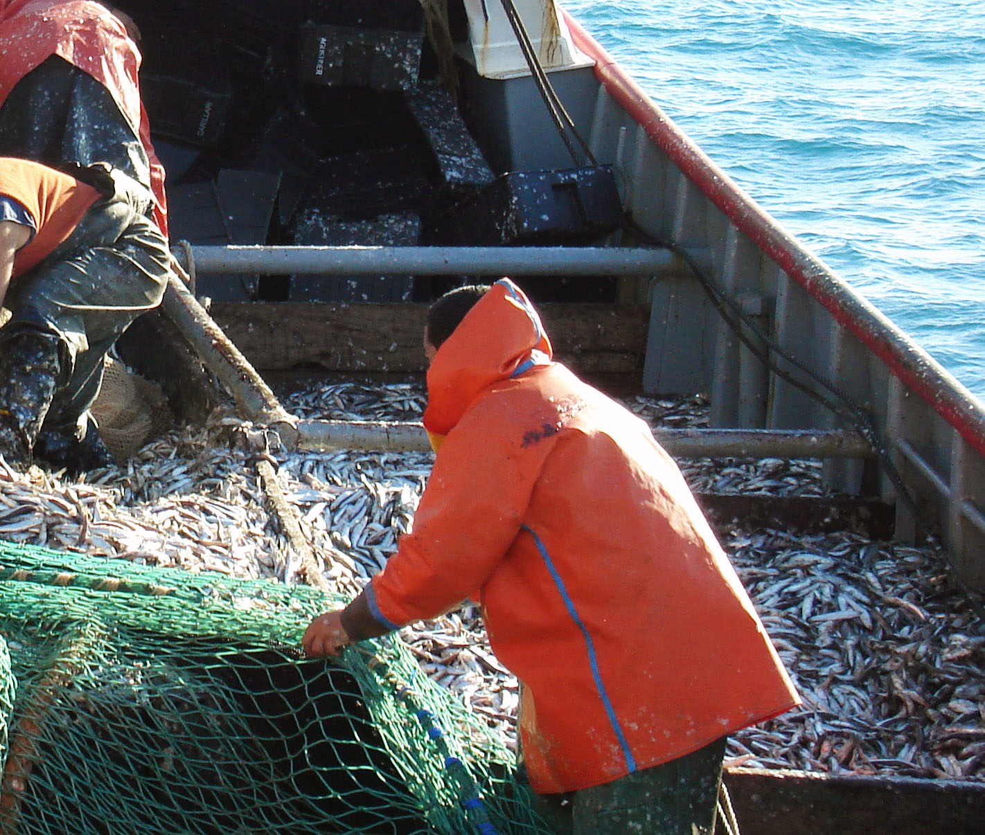 Pesca: Argentina y Uruguay están desperdiciando fuentes de proteínas y trabajo